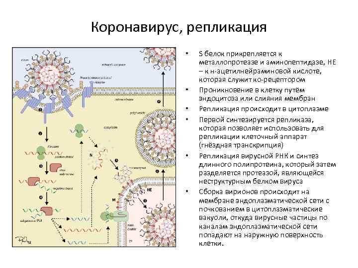 Коронавирус, репликация • • • S белок прикрепляется к металлопротеазе и аминопептидазе, HE –