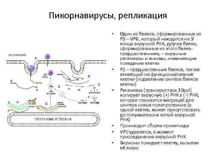 Пикорнавирусы, репликация • • • Один из белков, сформированных из P 3 – VPG,