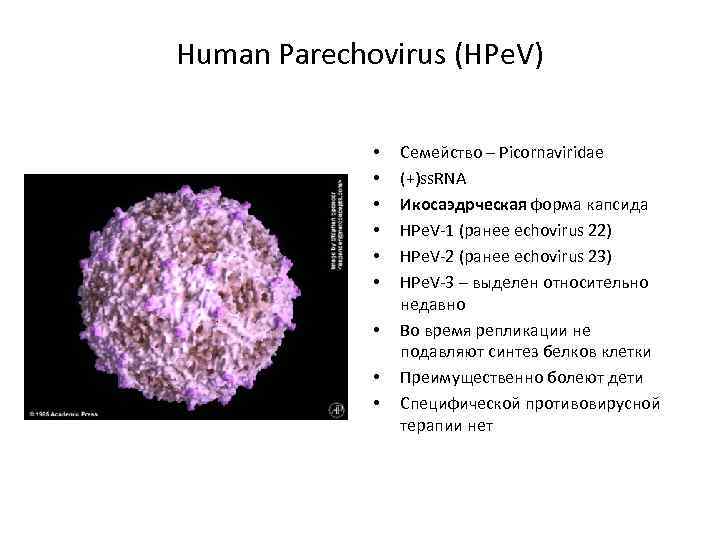 Human Parechovirus (HPe. V) • • • Семейство – Picornaviridae (+)ss. RNA Икосаэдрческая форма