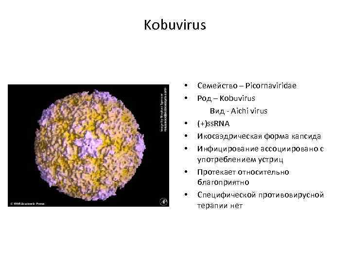 Kobuvirus • • Семейство – Picornaviridae Род – Kobuvirus Вид - Aichi virus (+)ss.