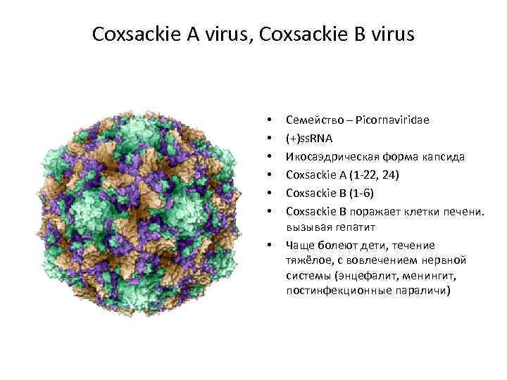 Coxsackie A virus, Coxsackie B virus • • Семейство – Picornaviridae (+)ss. RNA Икосаэдрическая