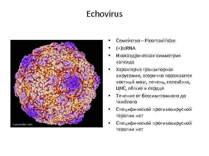 Echovirus • • Семейство – Picornaviridae (+)ss. RNA Икосаэдрическая симметрия капсида Характерна транзиторная вирусемия,