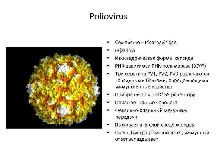 Poliovirus • • • Семейство – Picornaviridae (+)ss. RNA Икосаэдрическая форма капсида РНК-зависимая РНК-полимераза