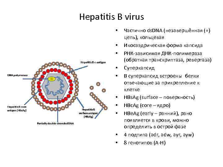 Hepatitis B virus • • • Частично ds. DNA (незавершённая (+) цепь), кольцевая Икосаэдрическая