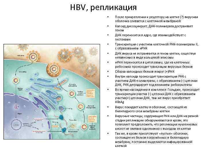 HBV, репликация • • • После прикрепления к рецептору на клетке (? ) вирусная