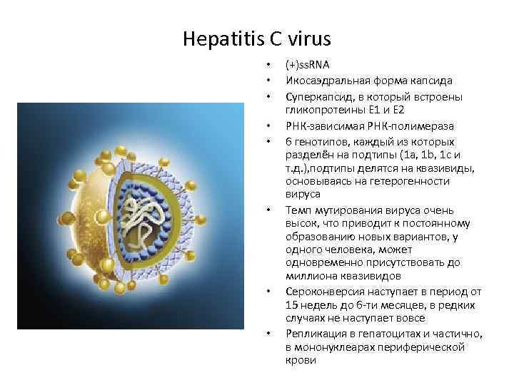 Hepatitis C virus • • (+)ss. RNA Икосаэдральная форма капсида Суперкапсид, в который встроены