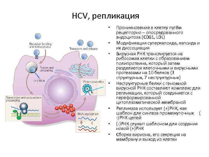 HCV, репликация • • Проникновение в клетку путём рецепторно – опосредованного эндоцитоза (CD 81,