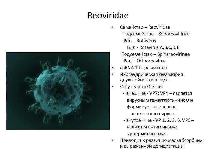 Reoviridae • • • Семейство – Reoviridae Подсемейство – Sedoreovirinae Род – Rotavirus Вид