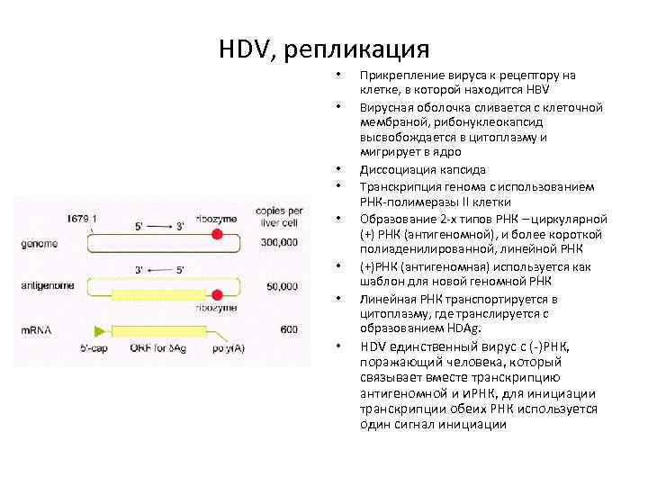 HDV, репликация • • Прикрепление вируса к рецептору на клетке, в которой находится HBV