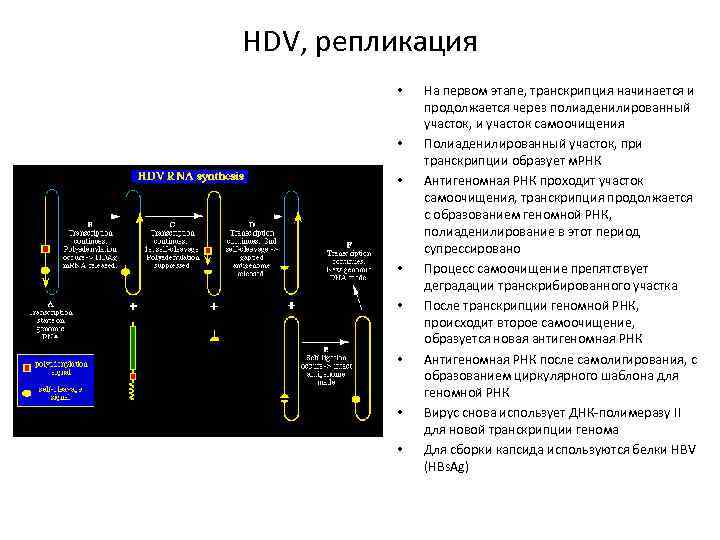 HDV, репликация • • На первом этапе, транскрипция начинается и продолжается через полиаденилированный участок,