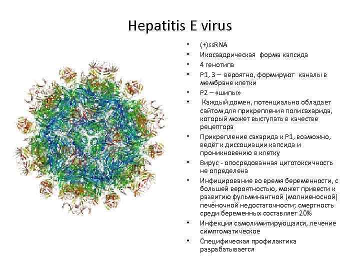 Hepatitis E virus • • • (+)ss. RNA Икосаэдрическая форма капсида 4 генотипа P