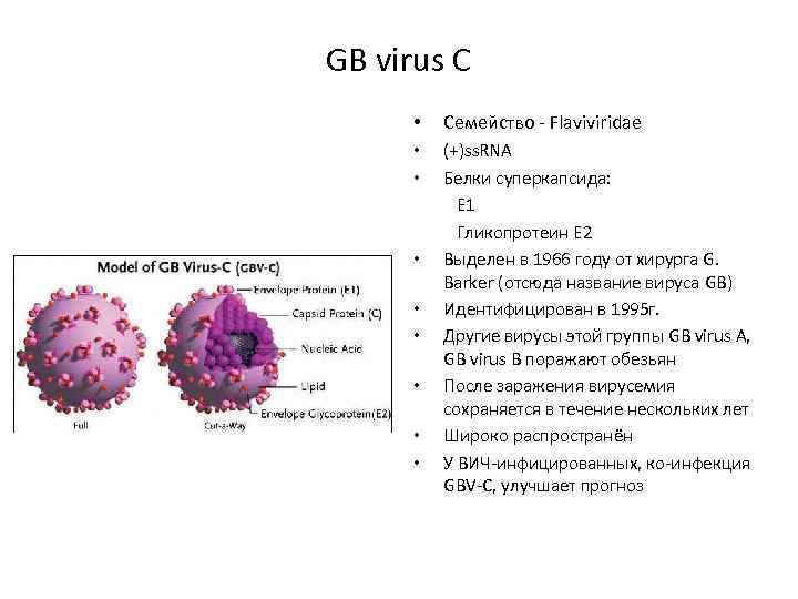 GB virus C • Семейство - Flaviviridae • • (+)ss. RNA Белки суперкапсида: Е