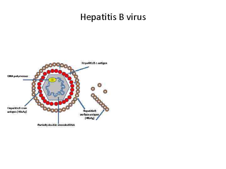 Hepatitis B virus 