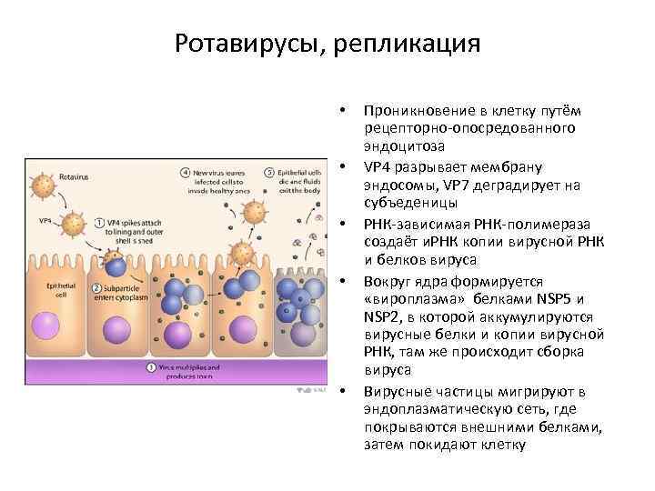 Ротавирусы, репликация • • • Проникновение в клетку путём рецепторно-опосредованного эндоцитоза VP 4 разрывает