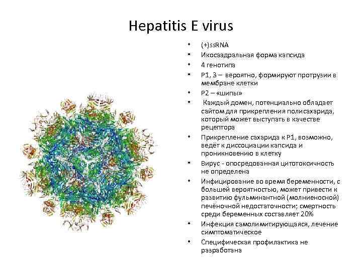 Hepatitis E virus • • • (+)ss. RNA Икосаэдральная форма капсида 4 генотипа P