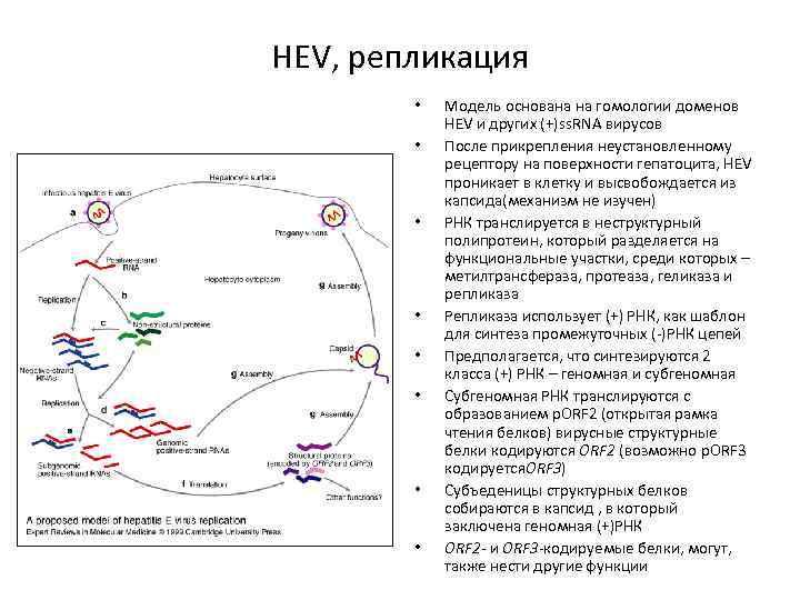 HEV, репликация • • Модель основана на гомологии доменов HEV и других (+)ss. RNA