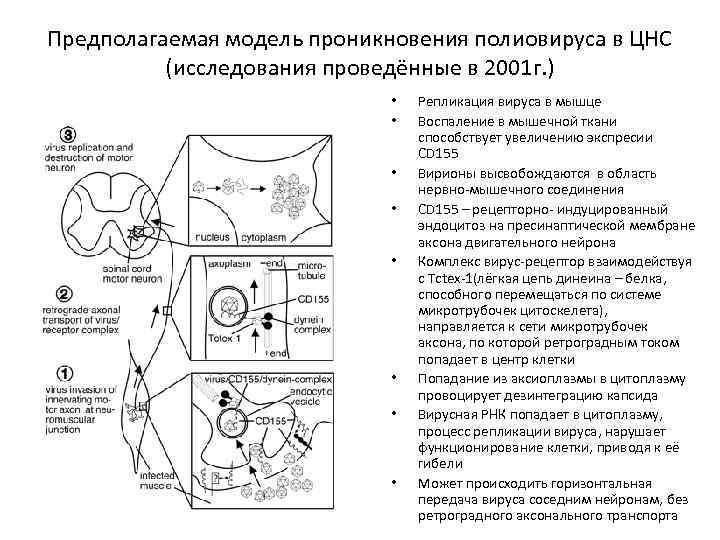 Предполагаемая модель проникновения полиовируса в ЦНС (исследования проведённые в 2001 г. ) • •