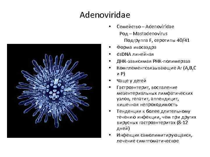 Adenoviridae • • • Семейство – Adenoviridae Род – Mastadenovirus Подгруппа F, серотипы 40/41