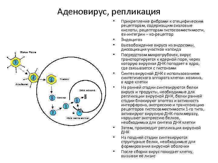 Аденовирус, репликация • • • Прикрепление фибрами к специфическим рецепторам, содержащим сиаловые кислоты, рецепторам