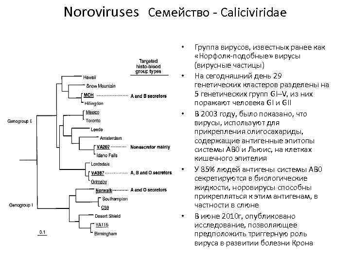 Noroviruses Семейство - Caliciviridae • • • Группа вирусов, известных ранее как «Норфолк-подобные» вирусы