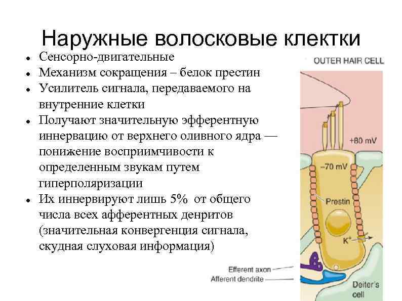 Наружные волосковые клектки Сенсорно-двигательные Механизм сокращения – белок престин Усилитель сигнала, передаваемого на внутренние
