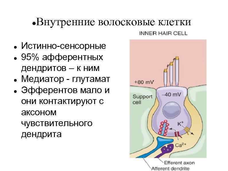 Волосковые клетки в ухе. Волосковые клетки улитки. Волосковые клетки уха человека схема. Волосковые клетки строение. Внутреннее ухо волосковые клетки.