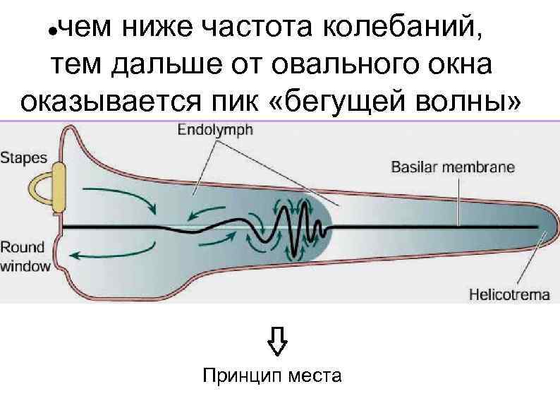 чем ниже частота колебаний, тем дальше от овального окна оказывается пик «бегущей волны» Принцип