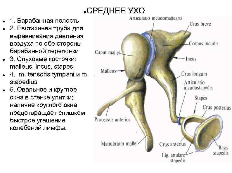 Слуховые косточки расположены в каком ухе. Среднее ухо барабанная полость евстахиева труба. Слуховые косточки. Косточки среднего уха. Среднее ухо слуховые косточки.