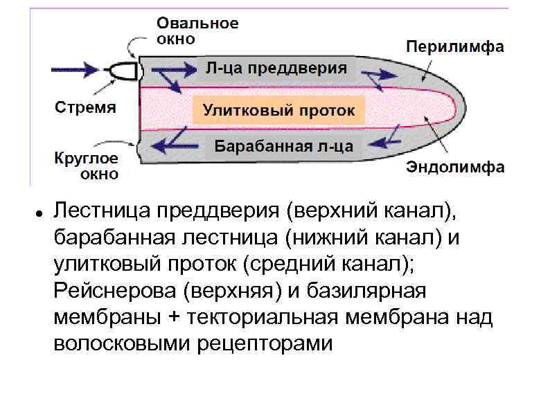  Лестница преддверия (верхний канал), барабанная лестница (нижний канал) и улитковый проток (средний канал);