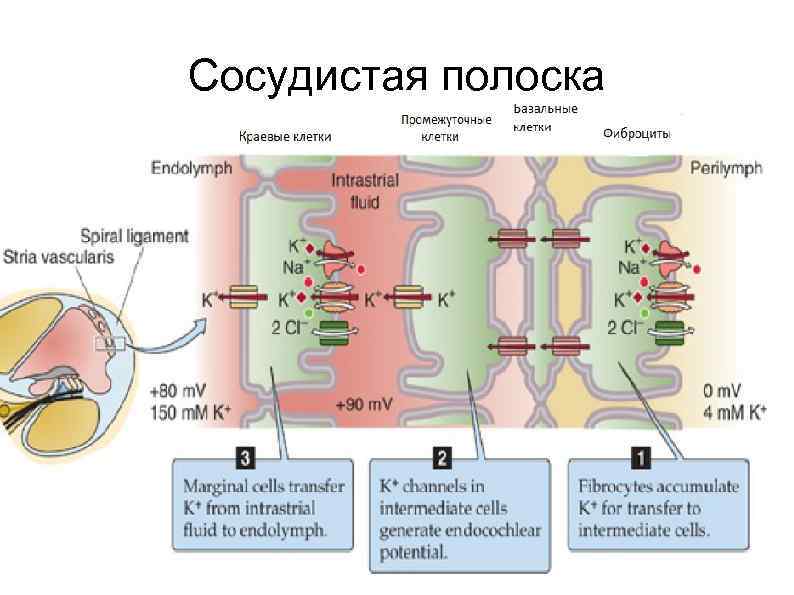 Сосудистая полоска 
