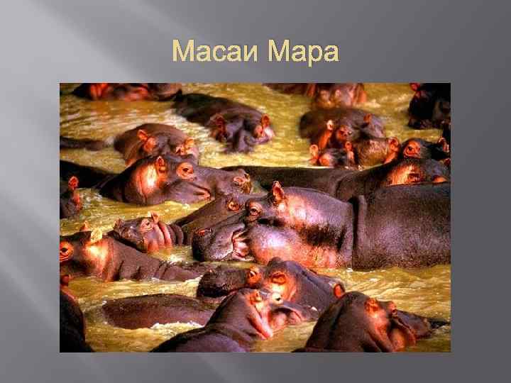 Масаи Мара 