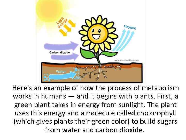 Here's an example of how the process of metabolism works in humans — and