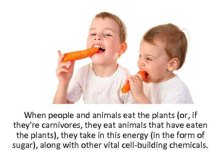 When people and animals eat the plants (or, if they're carnivores, they eat animals