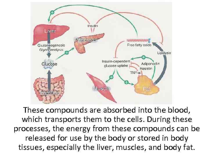 These compounds are absorbed into the blood, which transports them to the cells. During