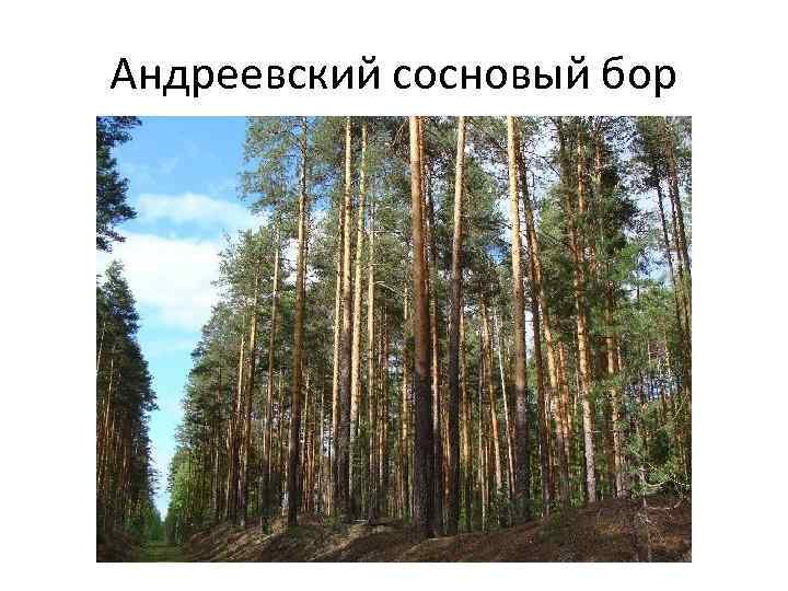 Андреевский сосновый бор 