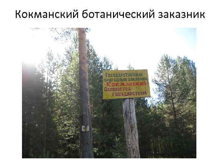 Кокманский ботанический заказник 
