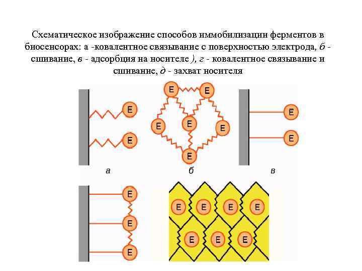 Схематическое изображение способов иммобилизации ферментов в биосенсорах: а -ковалентное связывание с поверхностью электрода, б