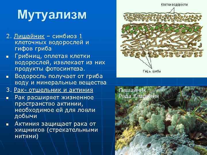 Мутуализм 2. Лишайник – симбиоз 1 клеточных водорослей и гифов гриба n Грибниц, оплетая