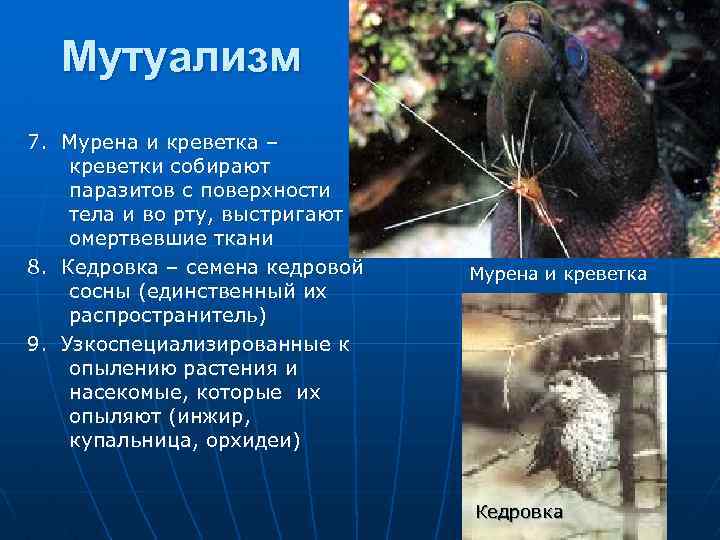 Мутуализм 7. Мурена и креветка – креветки собирают паразитов с поверхности тела и во