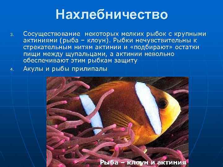 Нахлебничество 3. 4. Сосуществование некоторых мелких рыбок с крупными актиниями (рыба – клоун). Рыбки