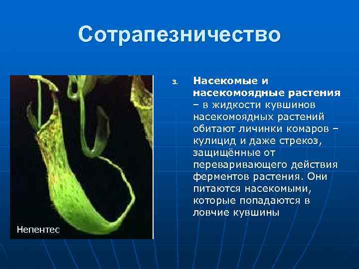 Сотрапезничество 3. Непентес Насекомые и насекомоядные растения – в жидкости кувшинов насекомоядных растений обитают