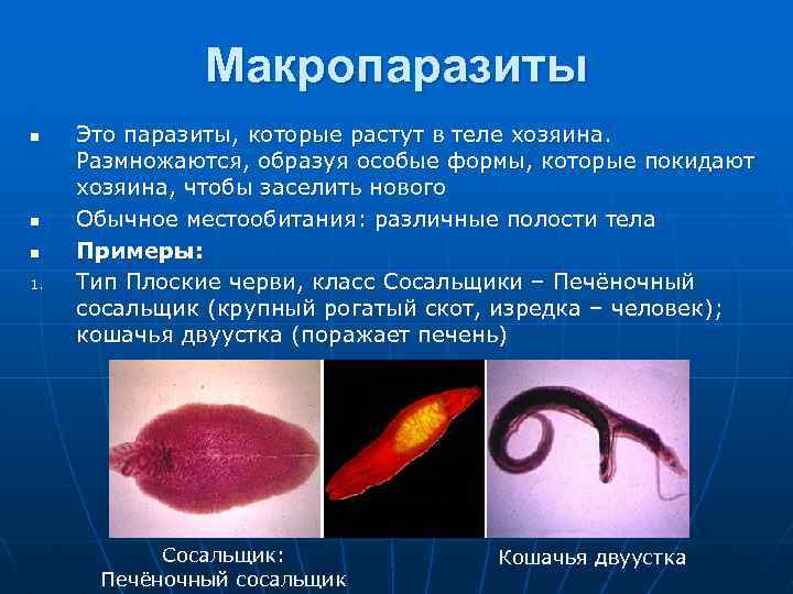 Макропаразиты n n n 1. Это паразиты, которые растут в теле хозяина. Размножаются, образуя