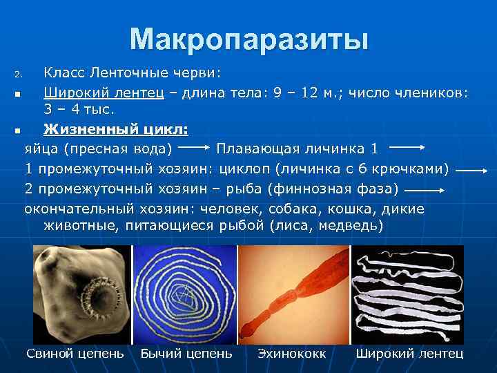 Макропаразиты Класс Ленточные черви: n Широкий лентец – длина тела: 9 – 12 м.