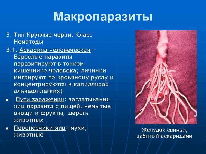 Макропаразиты 3. Тип Круглые черви. Класс Нематоды 3. 1. Аскарида человеческая – Взрослые паразиты