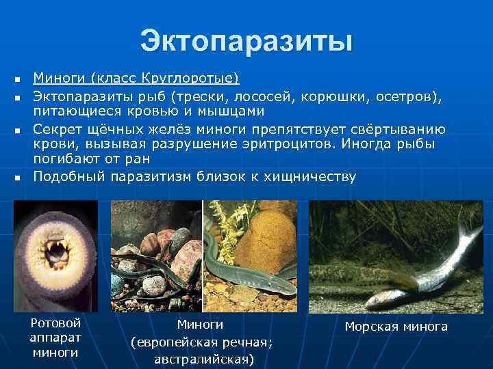Эктопаразиты n n Миноги (класс Круглоротые) Эктопаразиты рыб (трески, лососей, корюшки, осетров), питающиеся кровью