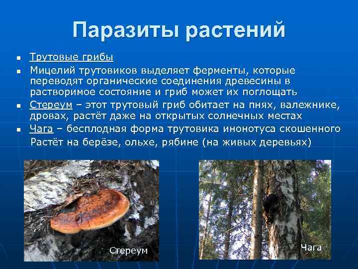 Паразиты растений Трутовые грибы n Мицелий трутовиков выделяет ферменты, которые переводят органические соединения древесины