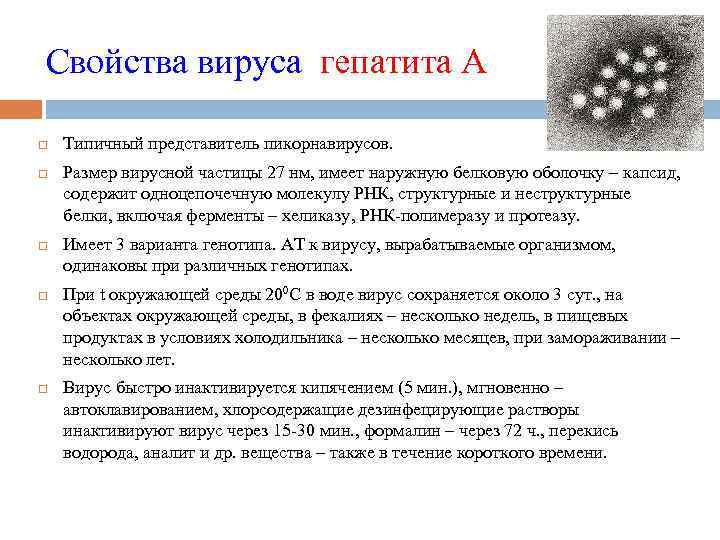 Размеры вирусных частиц. Семейство пикорнавирусов. Пикорнавирусы классификация микробиология. Характеристика вирусов.