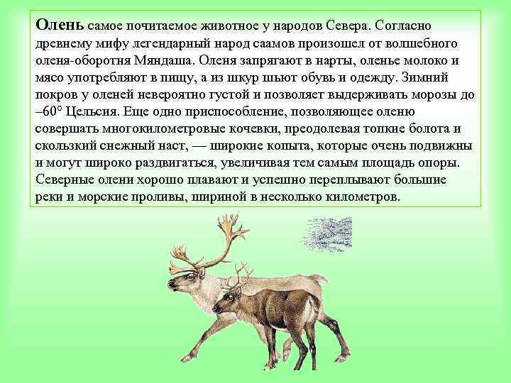 Оленье молоко. История о волшебном олене. История про волшебного оленя. Олень Мяндаш.