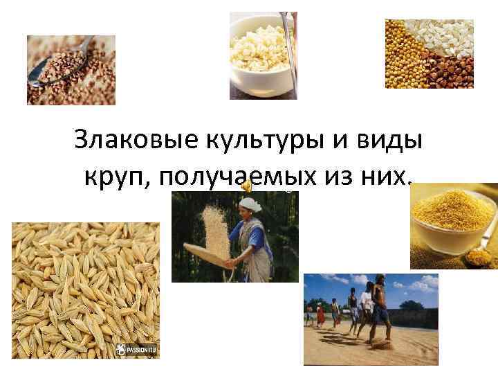 Злаковые культуры и виды круп, получаемых из них. 