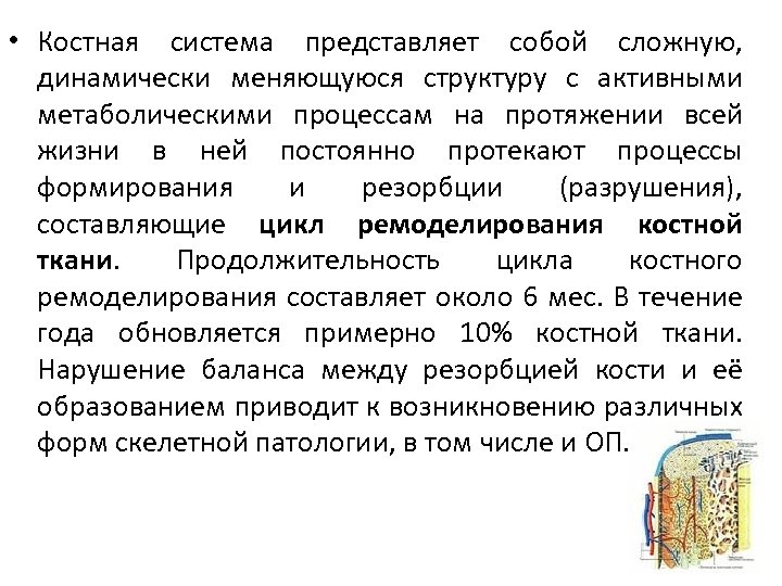  • Костная система представляет собой сложную, динамически меняющуюся структуру с активными метаболическими процессам